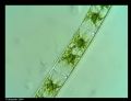 Zygnema sp.